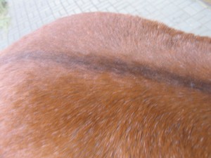 IMG_3658