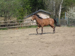 IMG_0219