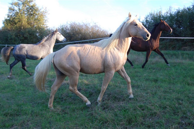 Der Quarterhorsehengst "Leo's Golden Bisquit", als er noch in der Herde leben konnte.