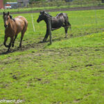 Pferdespruche Pferdegedichte Archives Reiten Weltweit Info Reiten Und Pferde Online