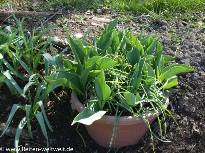 Die Tulpe (Tulipa) - Reiten-weltweit.info - Reiten und Pferde online