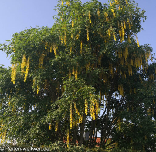 Goldregen (Laburnum) beliebter Zierstrauch in Parks und