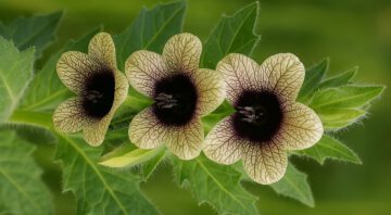 Schwarzes Bilsenkraut (lat. Hyoscyamus niger)